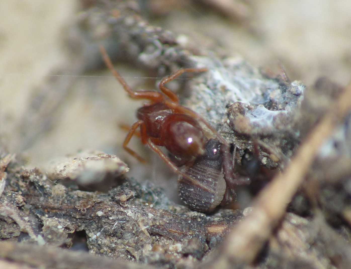 Ragnetti rossi; Silhouettella loricatula (Oonopidae)